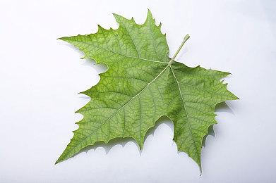 「不同凡响」的《WWE 2K22》请来制霸空中的超级巨星Rey Mysterio担任封面人物